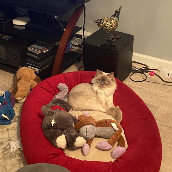 Meet your Posher, Laura - Picture 5 of 8